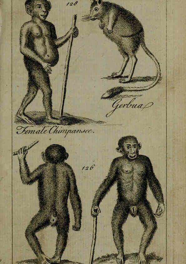 Reproducción/Reproduction 6243882338: A new and accurate system of natural history ... v.1 London,Printed for J. Newbery,1763