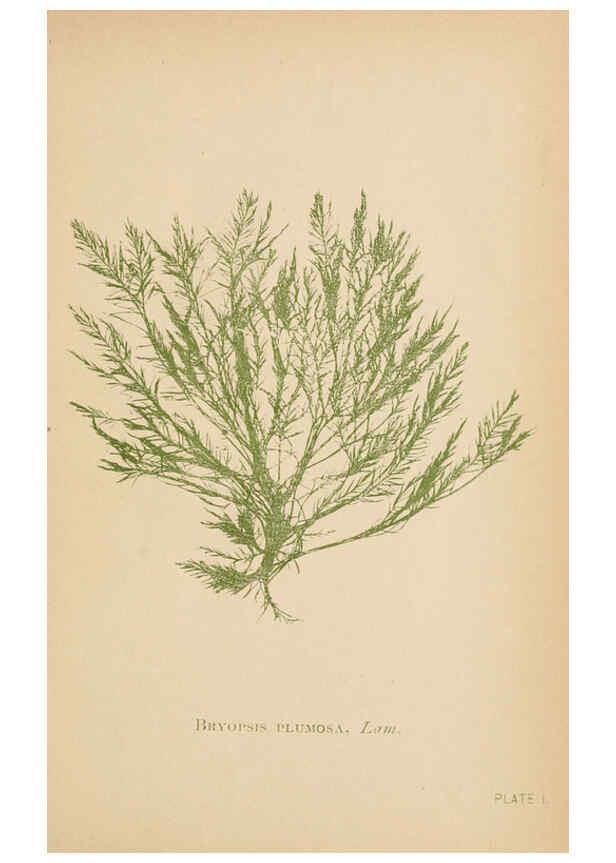 Reproducción/Reproduction 6243941792: Sea mosses Boston,B. Whidden,1893