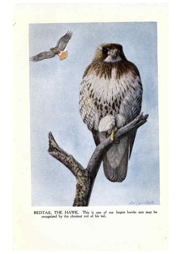 Reproducción/Reproduction 6243297791: The Burgess bird book for children Boston :Little, Brown, and company,1919