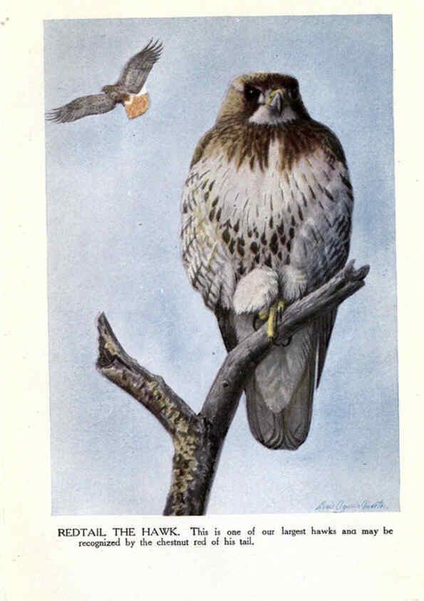 Reproducción/Reproduction 6243297791: The Burgess bird book for children Boston :Little, Brown, and company,1919