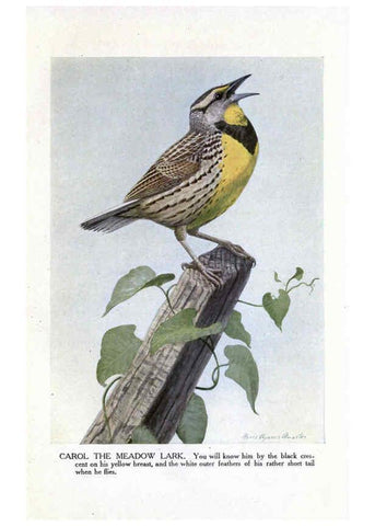Reproducción/Reproduction 6243813686: The Burgess bird book for children Boston :Little, Brown, and company,1919