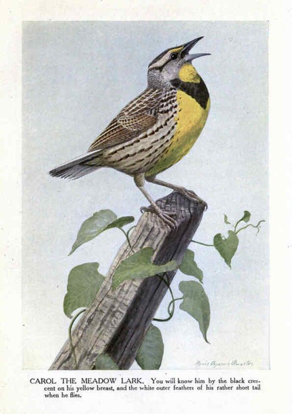 Reproducción/Reproduction 6243813686: The Burgess bird book for children Boston :Little, Brown, and company,1919