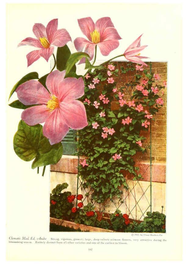 Reproducción/Reproduction 6237573458: Chase fruit and flowers in natural colors Rochester, N.Y.,Chase brothers company[c1922] 