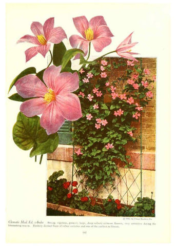 Reproducción/Reproduction 6237573458: Chase fruit and flowers in natural colors Rochester, N.Y.,Chase brothers company[c1922] 