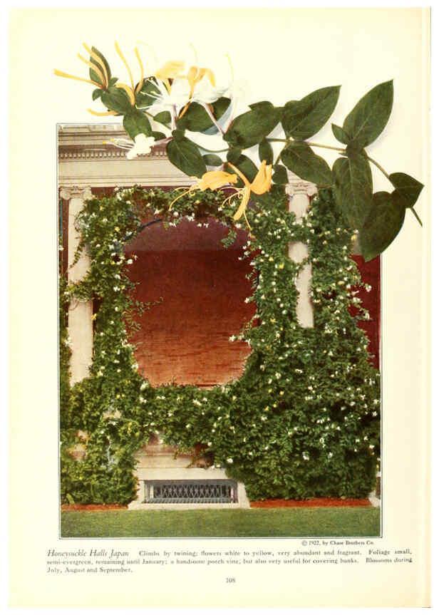 Reproducción/Reproduction 6237573614: Chase fruit and flowers in natural colors Rochester, N.Y.,Chase brothers company[c1922] 