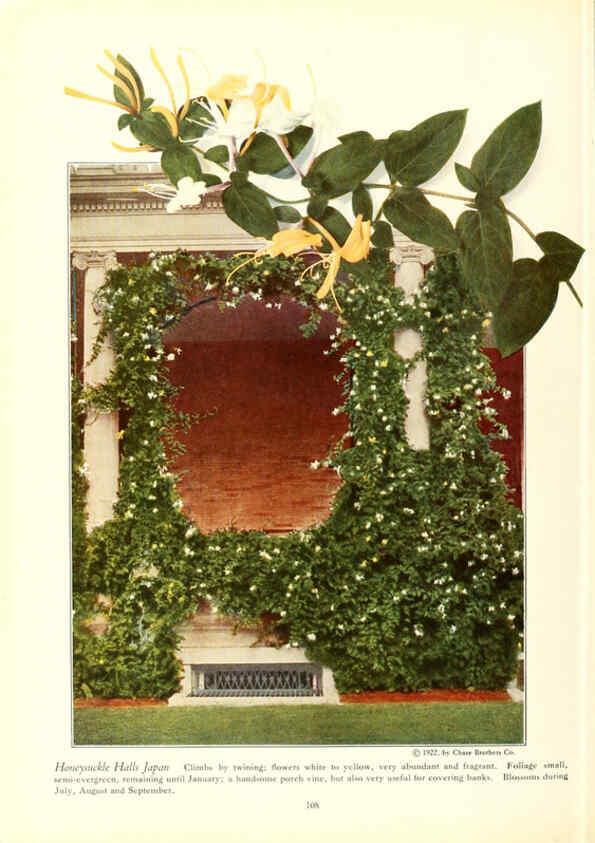Reproducción/Reproduction 6237573614: Chase fruit and flowers in natural colors Rochester, N.Y.,Chase brothers company[c1922] 