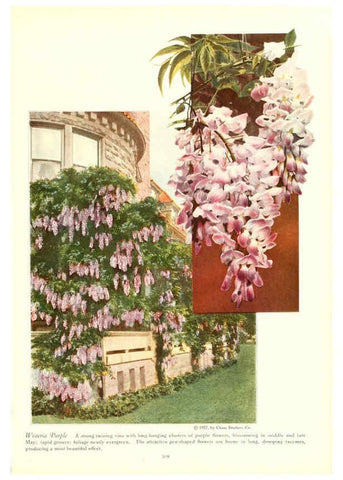Reproducción/Reproduction 6237573864: Chase fruit and flowers in natural colors Rochester, N.Y.,Chase brothers company[c1922] 