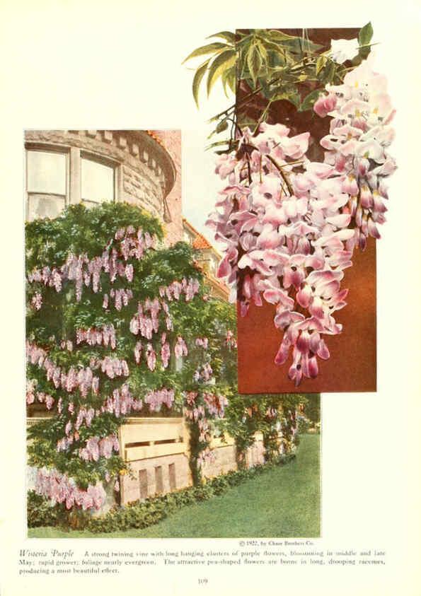 Reproducción/Reproduction 6237573864: Chase fruit and flowers in natural colors Rochester, N.Y.,Chase brothers company[c1922] 