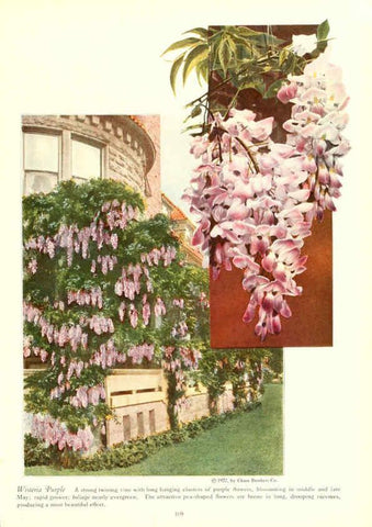 Reproducción/Reproduction 6237573864: Chase fruit and flowers in natural colors Rochester, N.Y.,Chase brothers company[c1922] 