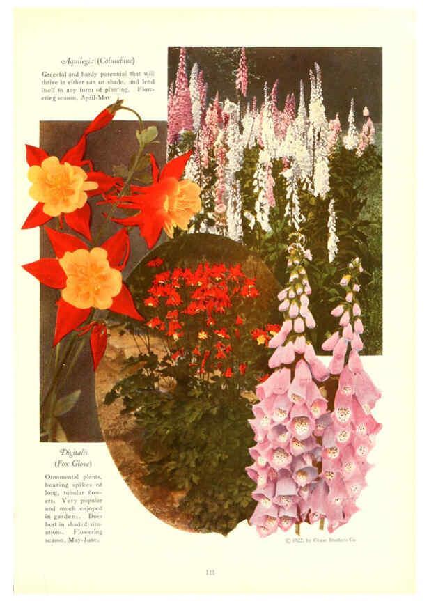 Reproducción/Reproduction 6237050933: Chase fruit and flowers in natural colors Rochester, N.Y.,Chase brothers company[c1922] 