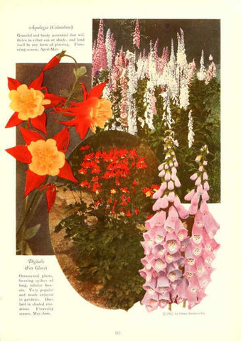 Reproducción/Reproduction 6237050933: Chase fruit and flowers in natural colors Rochester, N.Y.,Chase brothers company[c1922] 