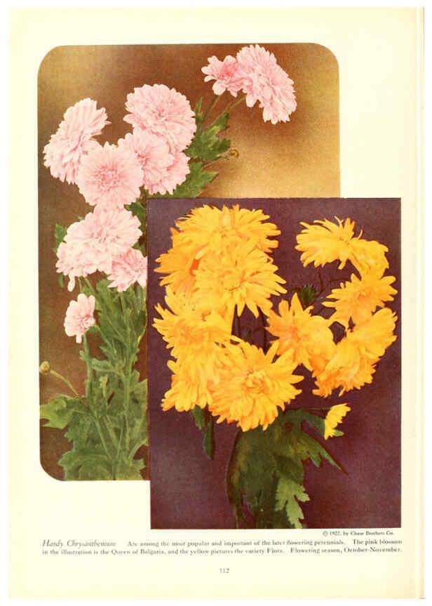 Reproducción/Reproduction 6237574202: Chase fruit and flowers in natural colors Rochester, N.Y.,Chase brothers company[c1922] 