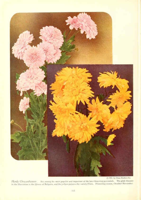 Reproducción/Reproduction 6237574202: Chase fruit and flowers in natural colors Rochester, N.Y.,Chase brothers company[c1922] 