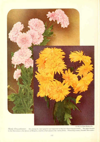 Reproducción/Reproduction 6237574202: Chase fruit and flowers in natural colors Rochester, N.Y.,Chase brothers company[c1922] 