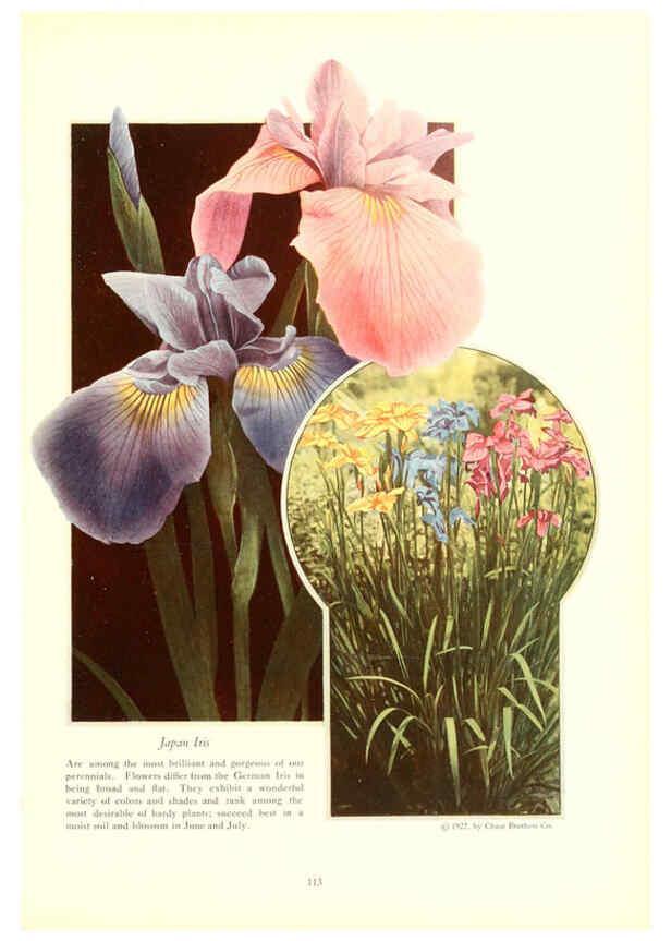 Reproducción/Reproduction 6237051357: Chase fruit and flowers in natural colors Rochester, N.Y.,Chase brothers company[c1922] 