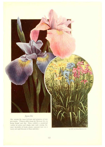 Reproducción/Reproduction 6237051357: Chase fruit and flowers in natural colors Rochester, N.Y.,Chase brothers company[c1922] 