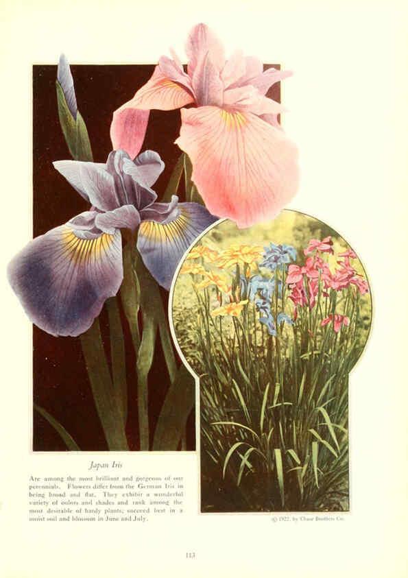 Reproducción/Reproduction 6237051357: Chase fruit and flowers in natural colors Rochester, N.Y.,Chase brothers company[c1922] 