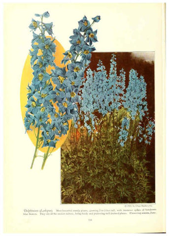 Reproducción/Reproduction 6237574652: Chase fruit and flowers in natural colors Rochester, N.Y.,Chase brothers company[c1922] 