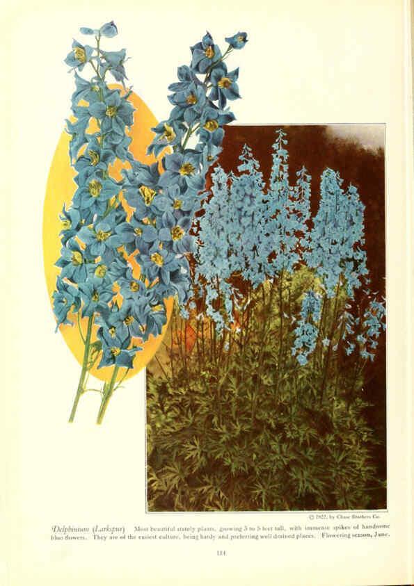 Reproducción/Reproduction 6237574652: Chase fruit and flowers in natural colors Rochester, N.Y.,Chase brothers company[c1922] 