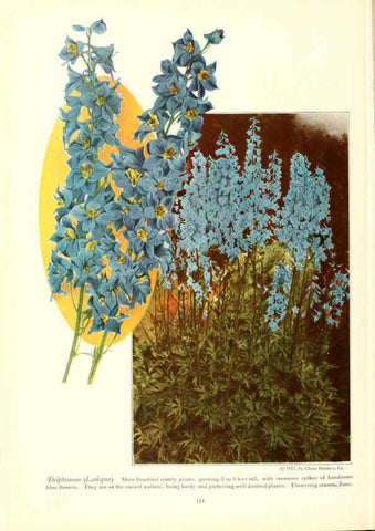 Reproducción/Reproduction 6237574652: Chase fruit and flowers in natural colors Rochester, N.Y.,Chase brothers company[c1922] 