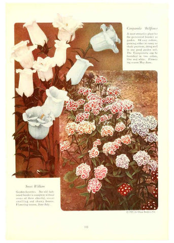 Reproducción/Reproduction 6237574826: Chase fruit and flowers in natural colors Rochester, N.Y.,Chase brothers company[c1922] 