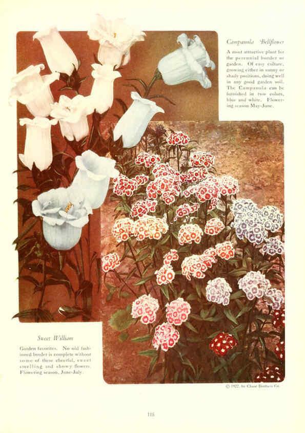Reproducción/Reproduction 6237574826: Chase fruit and flowers in natural colors Rochester, N.Y.,Chase brothers company[c1922] 