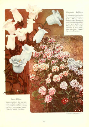 Reproducción/Reproduction 6237574826: Chase fruit and flowers in natural colors Rochester, N.Y.,Chase brothers company[c1922] 