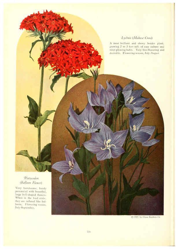 Reproducción/Reproduction 6237575060: Chase fruit and flowers in natural colors Rochester, N.Y.,Chase brothers company[c1922] 