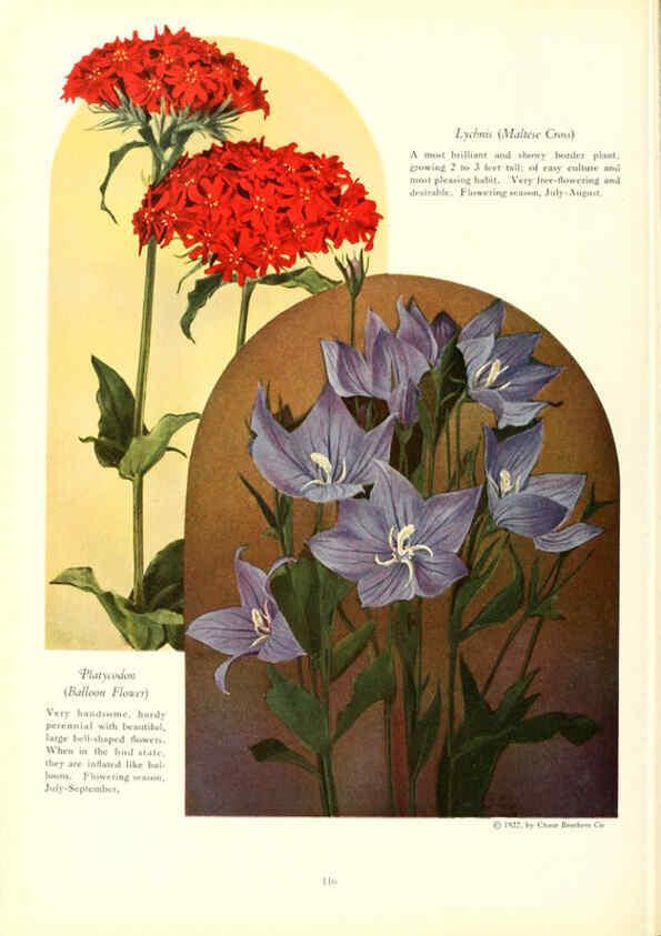 Reproducción/Reproduction 6237575060: Chase fruit and flowers in natural colors Rochester, N.Y.,Chase brothers company[c1922] 
