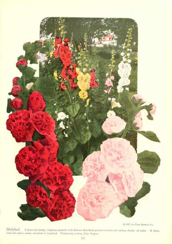 Reproducción/Reproduction 6237575200: Chase fruit and flowers in natural colors Rochester, N.Y.,Chase brothers company[c1922] 