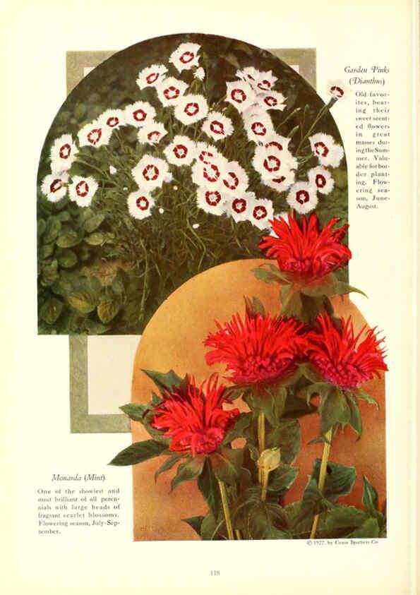 Reproducción/Reproduction 6237575346: Chase fruit and flowers in natural colors Rochester, N.Y.,Chase brothers company[c1922] 
