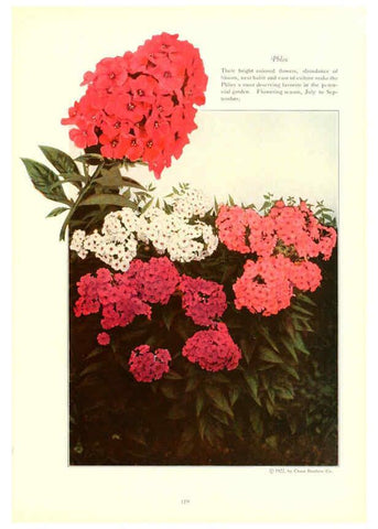 Reproducción/Reproduction 6237052513: Chase fruit and flowers in natural colors Rochester, N.Y.,Chase brothers company[c1922] 