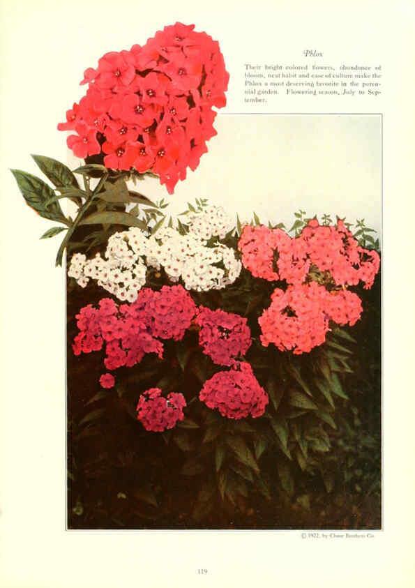 Reproducción/Reproduction 6237052513: Chase fruit and flowers in natural colors Rochester, N.Y.,Chase brothers company[c1922] 