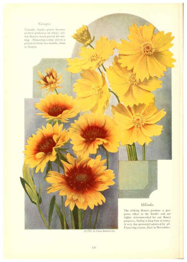 Reproducción/Reproduction 6237052685: Chase fruit and flowers in natural colors Rochester, N.Y.,Chase brothers company[c1922] 