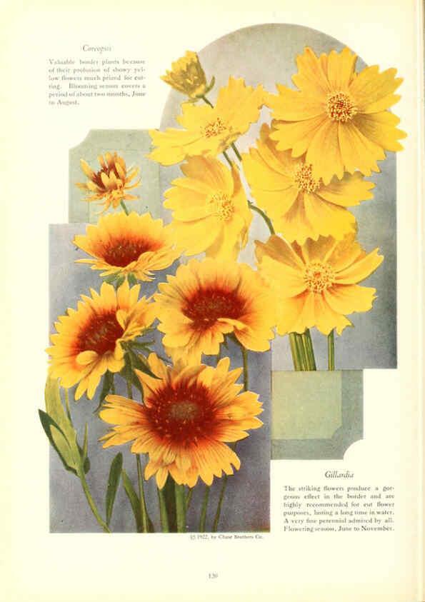 Reproducción/Reproduction 6237052685: Chase fruit and flowers in natural colors Rochester, N.Y.,Chase brothers company[c1922] 
