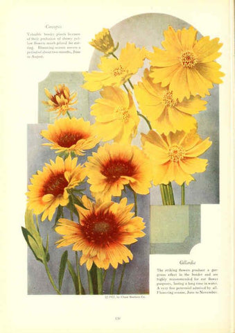 Reproducción/Reproduction 6237052685: Chase fruit and flowers in natural colors Rochester, N.Y.,Chase brothers company[c1922] 
