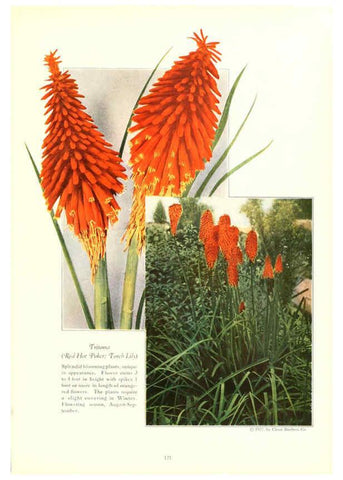 Reproducción/Reproduction 6237052915: Chase fruit and flowers in natural colors Rochester, N.Y.,Chase brothers company[c1922] 
