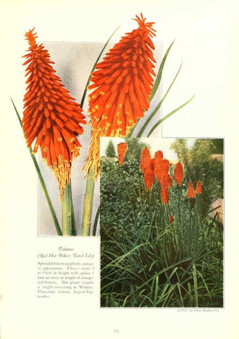 Reproducción/Reproduction 6237052915: Chase fruit and flowers in natural colors Rochester, N.Y.,Chase brothers company[c1922] 