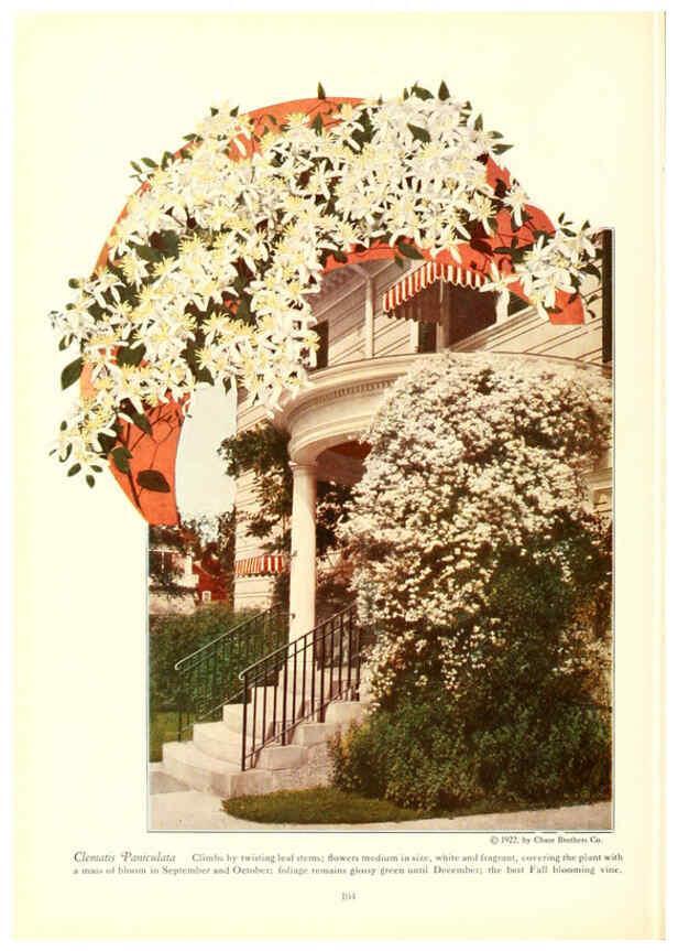 Reproducción/Reproduction 6237572952: Chase fruit and flowers in natural colors Rochester, N.Y.,Chase brothers company[c1922] 