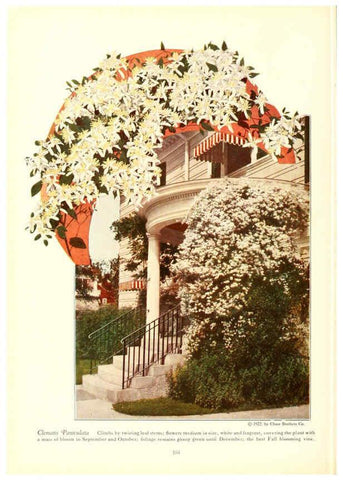 Reproducción/Reproduction 6237572952: Chase fruit and flowers in natural colors Rochester, N.Y.,Chase brothers company[c1922] 