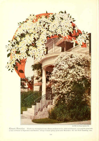 Reproducción/Reproduction 6237572952: Chase fruit and flowers in natural colors Rochester, N.Y.,Chase brothers company[c1922] 