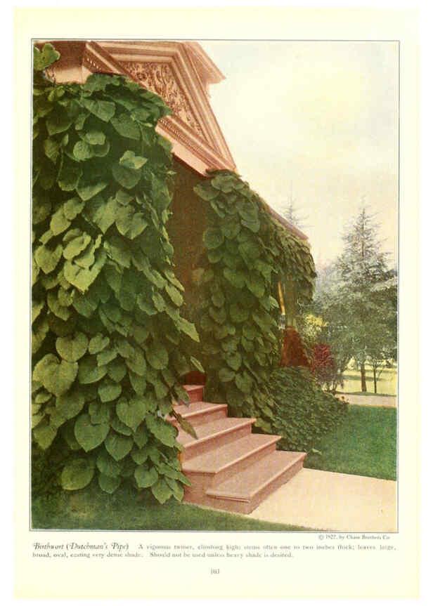 Reproducción/Reproduction 6237049655: Chase fruit and flowers in natural colors Rochester, N.Y.,Chase brothers company[c1922] 