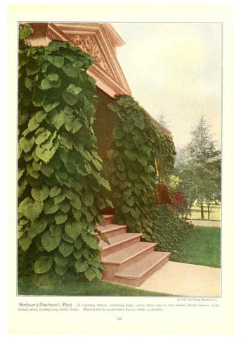 Reproducción/Reproduction 6237049655: Chase fruit and flowers in natural colors Rochester, N.Y.,Chase brothers company[c1922] 