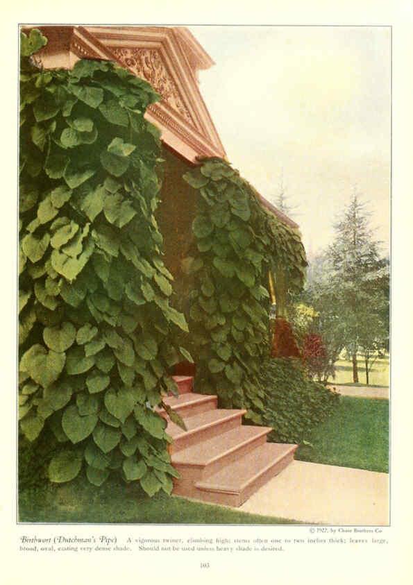 Reproducción/Reproduction 6237049655: Chase fruit and flowers in natural colors Rochester, N.Y.,Chase brothers company[c1922] 
