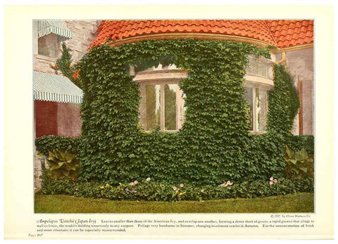 Reproducción/Reproduction 6237572606: Chase fruit and flowers in natural colors Rochester, N.Y.,Chase brothers company[c1922] 