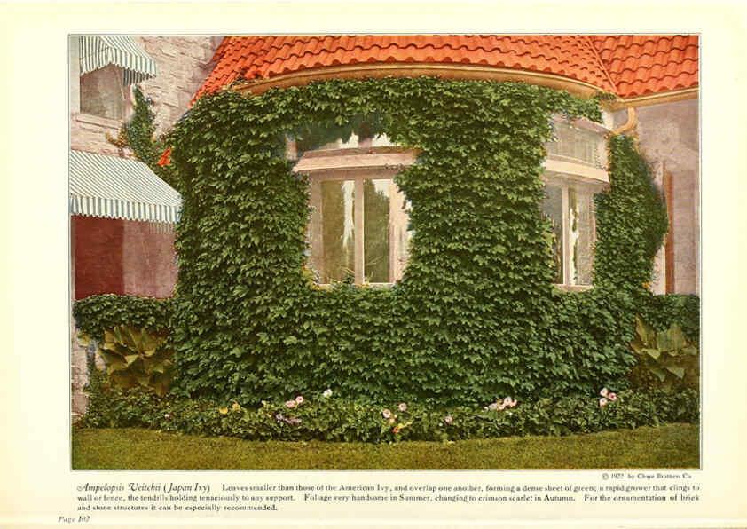 Reproducción/Reproduction 6237572606: Chase fruit and flowers in natural colors Rochester, N.Y.,Chase brothers company[c1922] 
