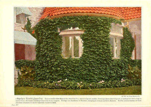Reproducción/Reproduction 6237572606: Chase fruit and flowers in natural colors Rochester, N.Y.,Chase brothers company[c1922] 
