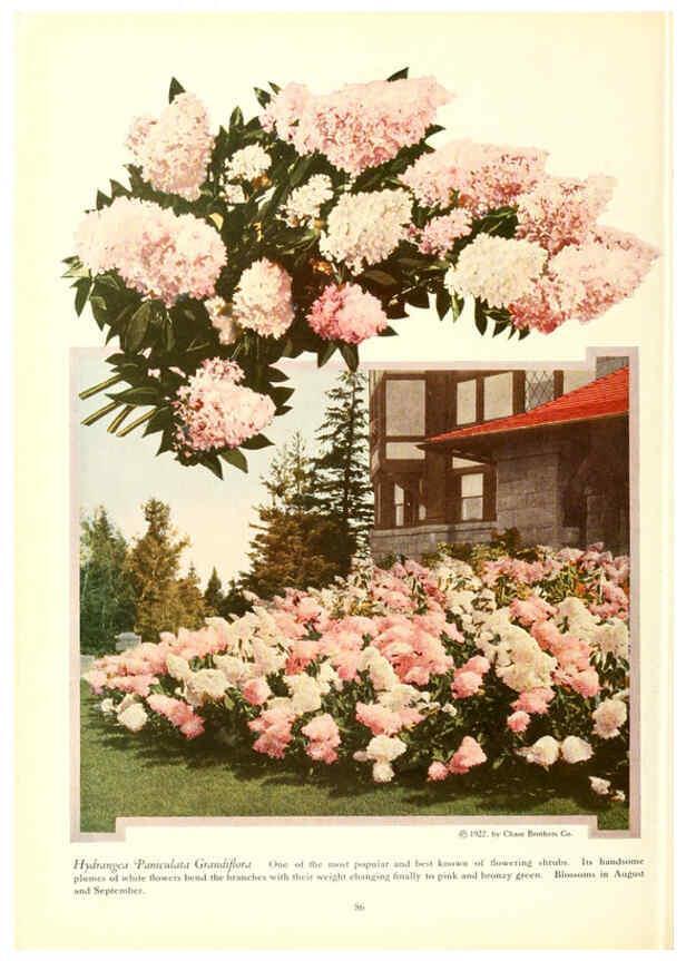 Reproducción/Reproduction 6237569560: Chase fruit and flowers in natural colors Rochester, N.Y.,Chase brothers company[c1922] 