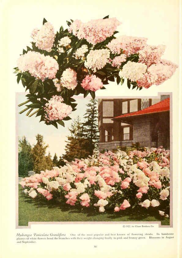 Reproducción/Reproduction 6237569560: Chase fruit and flowers in natural colors Rochester, N.Y.,Chase brothers company[c1922] 