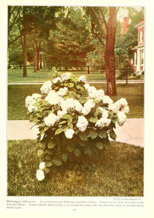 Reproducción/Reproduction 6237046567: Chase fruit and flowers in natural colors Rochester, N.Y.,Chase brothers company[c1922] 